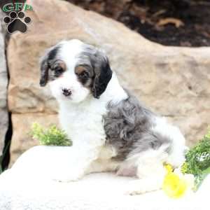 Clover, Cavapoo Puppy